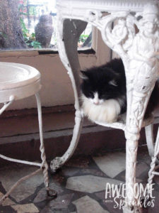 Nomming in Nawlins - Kitty Cafe